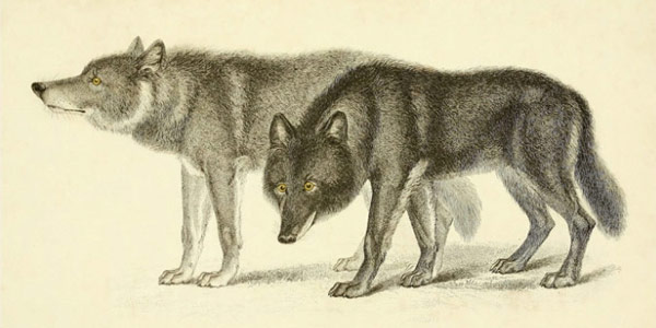 What You Need to Know About Wolf-Dog Hybrids | Nonlinear Dogs
